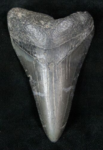 Serrated Lower Fossil Megalodon Tooth #13368